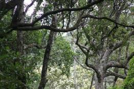 Image Gallery