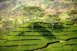 Image Gallery