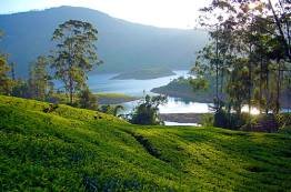Image Gallery