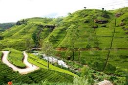Image Gallery